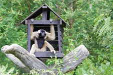 White Cheeked Gibbon Royalty Free Stock Images