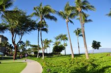 Palm Trees And Condos, Maui Royalty Free Stock Image