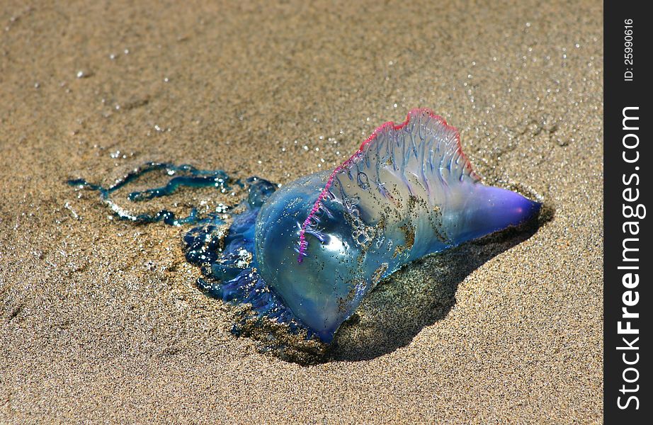 Colorful medusa drifted on sandy sea shore beach. Colorful medusa drifted on sandy sea shore beach