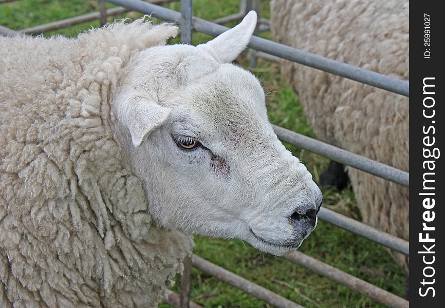 A Serious Looking Sheep with a Thick Wool Fleece. A Serious Looking Sheep with a Thick Wool Fleece.