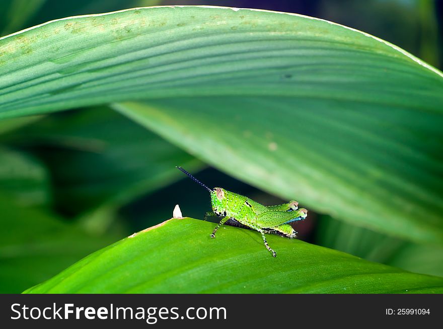 A Green Grasshopper on Green Leaf