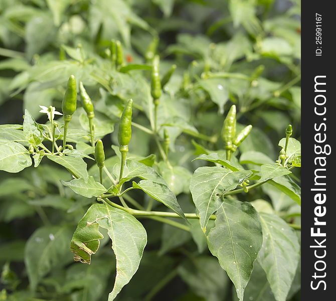 Green chili pepper on the plant