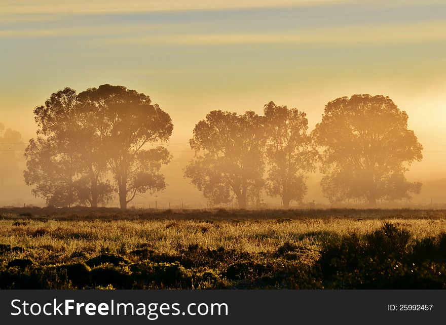 Landscape with blue gum trees in fog at sunrise