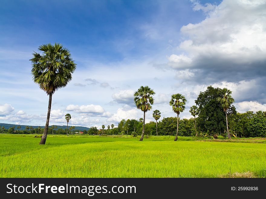 Toddy palms in the rice field in countryside of Thailand