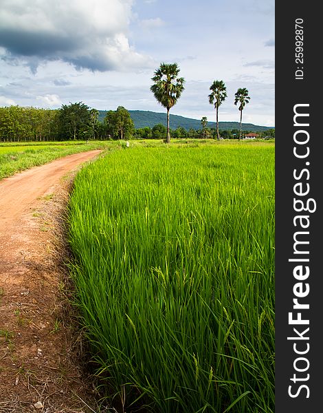 Rice field and road with rood palm trees