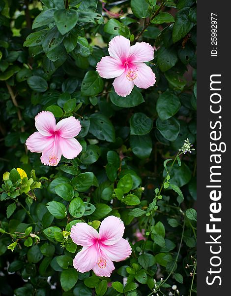 Hibiscus or Chinese rose flowers blooming. Hibiscus or Chinese rose flowers blooming