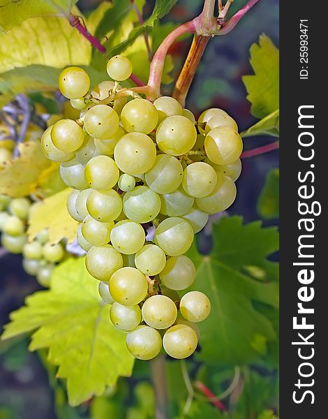 Closeup of a green bunch of grapes hanging in a vineyard