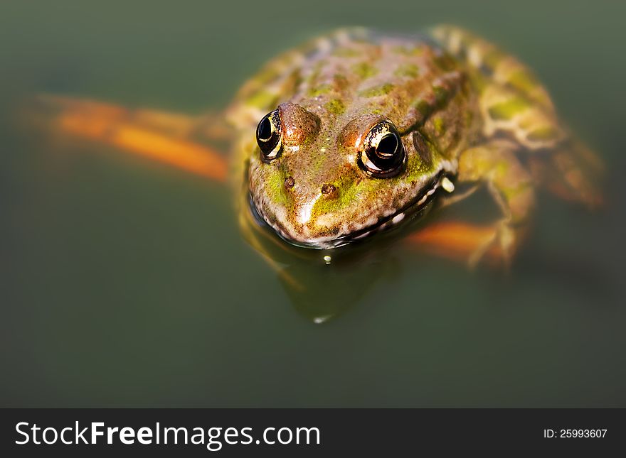 Big green frog (American Bullfrog) floating on the water