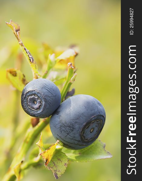 A Pair Of Blueberries On The Bush. Vertically.