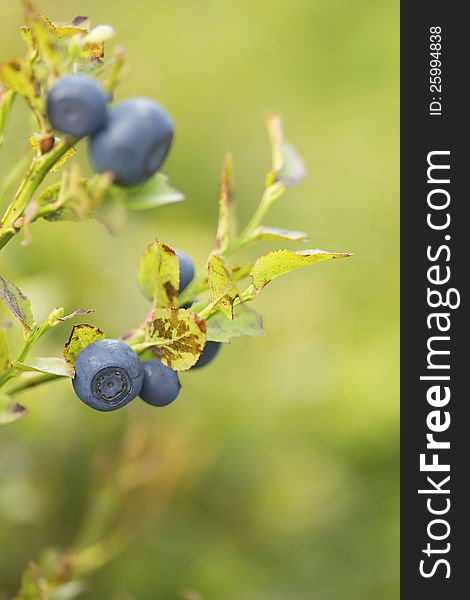 Bush of a ripe bilberry in the summer closeup. Macro view. Vertically.