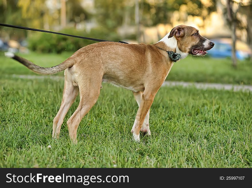 Red  with white puppy for a walk