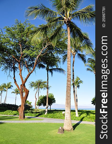 Palm trees on Maui along the Kaanapli beach front walking path. Palm trees on Maui along the Kaanapli beach front walking path.