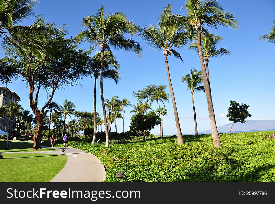 Palm trees on Maui along the Kaanapli beach front walking path. Luxury condos on the left. Palm trees on Maui along the Kaanapli beach front walking path. Luxury condos on the left.