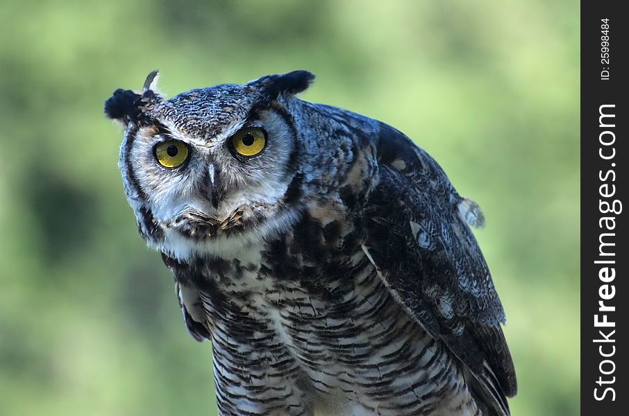 Great Horned Owl, (Bubo virginianus) against blurry background. Great Horned Owl, (Bubo virginianus) against blurry background