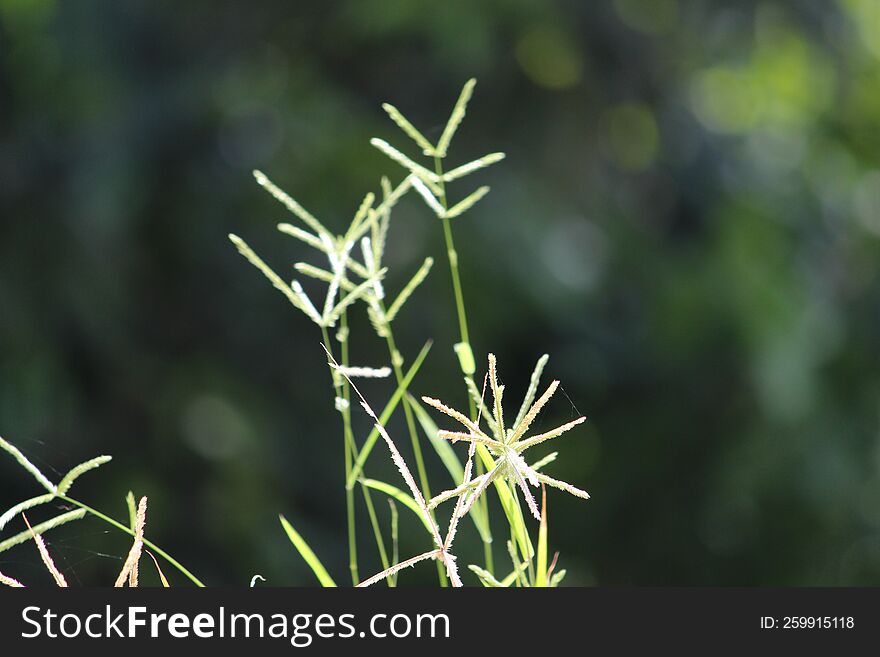 closeup shot of grass blades with blurred green background