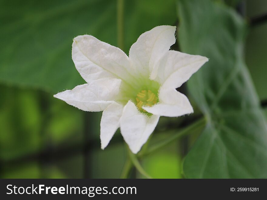 closeup shot of a beautiful white flower blooming in the wild