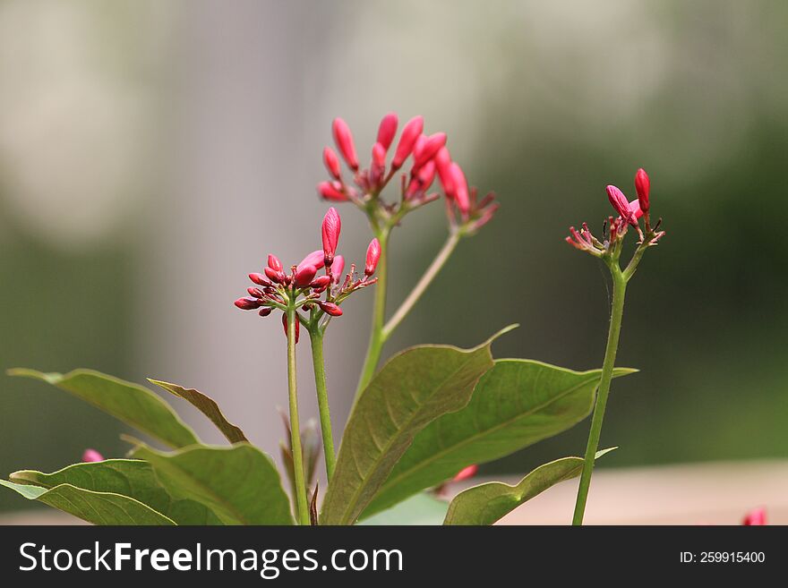 blurry shot of a bunch of small red flower buds