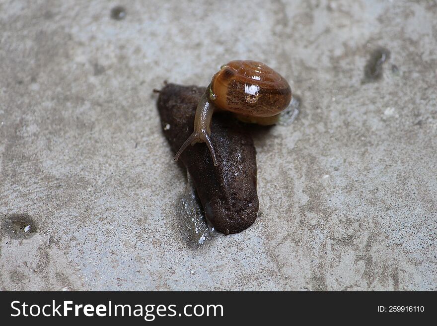 a snail is crawling over a slug