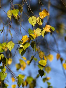 Autumn [21] Royalty Free Stock Images