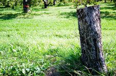 Free Tree Stump Stock Photos - 263283