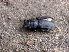 Free Beatle. Stock Image - 268451