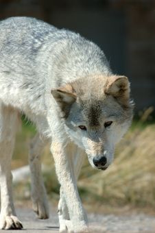 Wolf Stalk Stock Photo