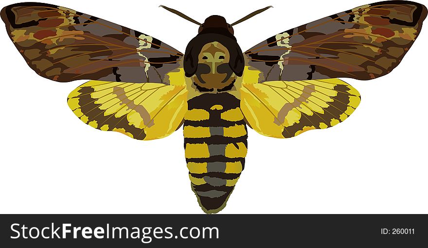 Hawk-moth. Hawk-moth