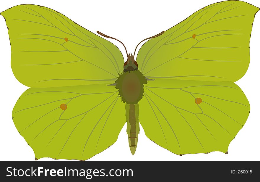 Gonepteryx Rhamni