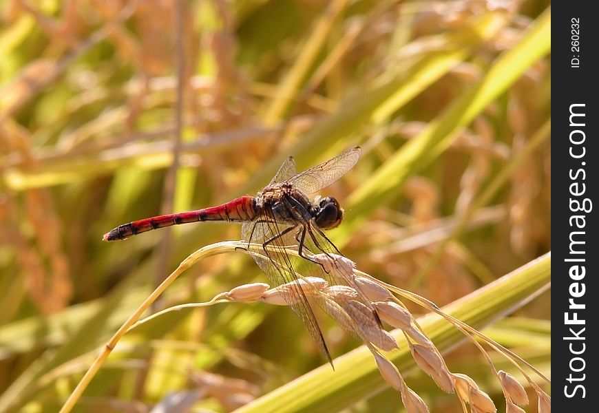 Dragonfly In A Rice Field