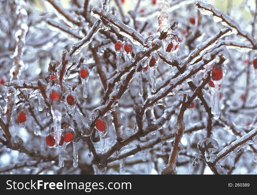 Red berries caught in grip of an ice storm. Red berries caught in grip of an ice storm