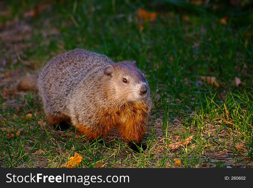 Marmot close-up