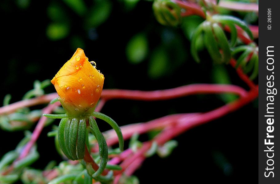 Yellow Flower Bud With Water Drops. Yellow Flower Bud With Water Drops