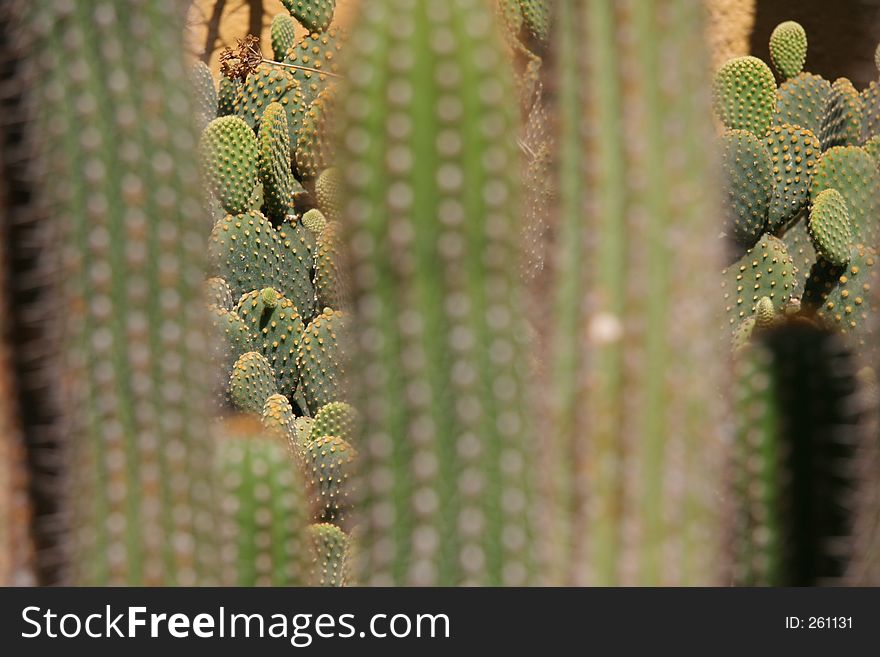 Cactus on my backyard