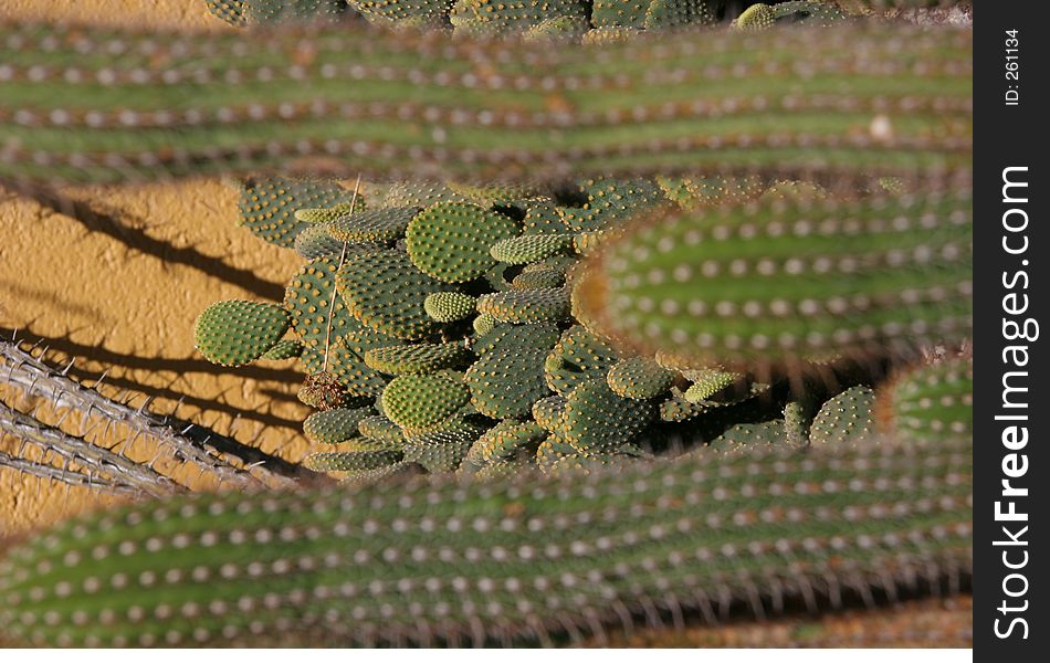 Cactus on the backyadar