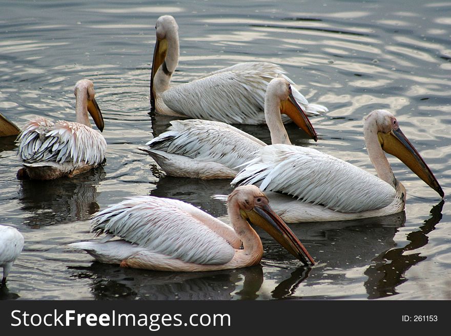 Group of Pelicans