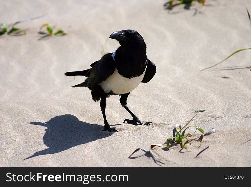 Crow eating chicken bone on beach in mozambique