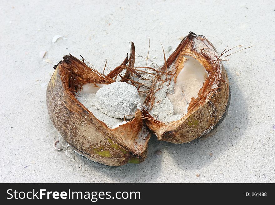Cracked Coconut with sand in middle. Madeira Beach Florida