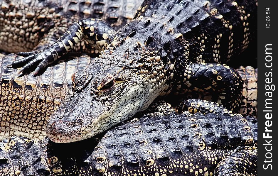 American Alligators