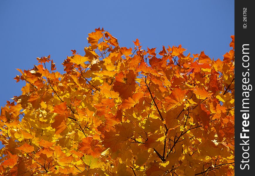 Colors of autumn. Colors of autumn