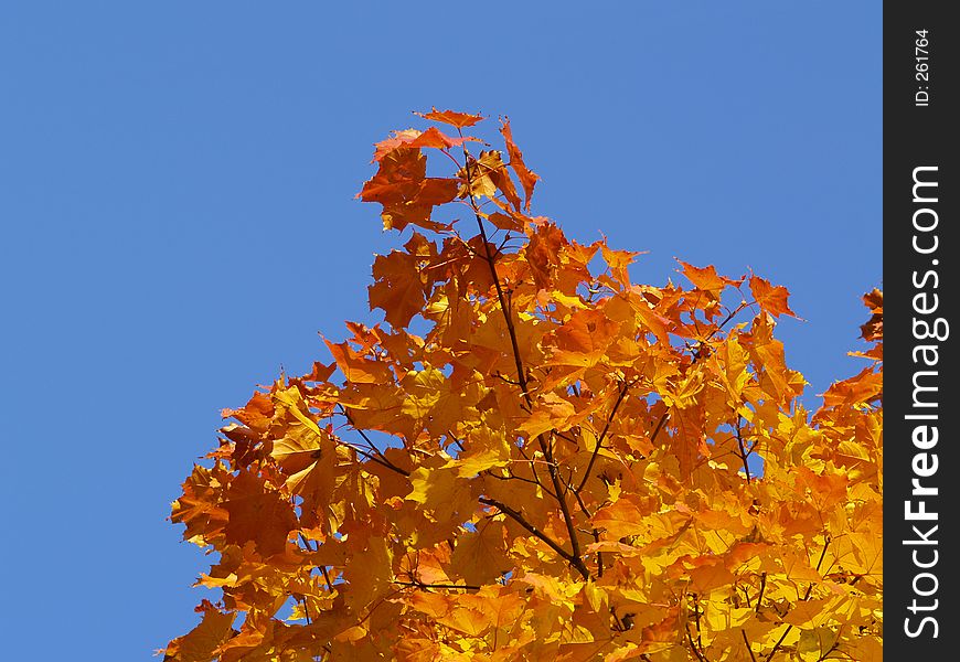 Colors of autumn. Colors of autumn