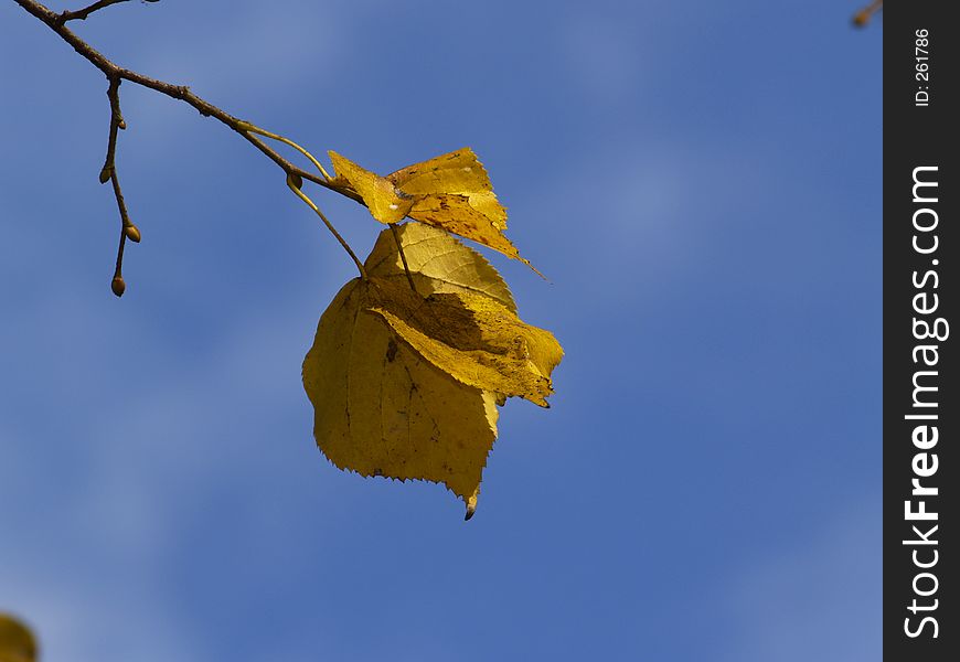 Colors of autumn. Colors of autumn