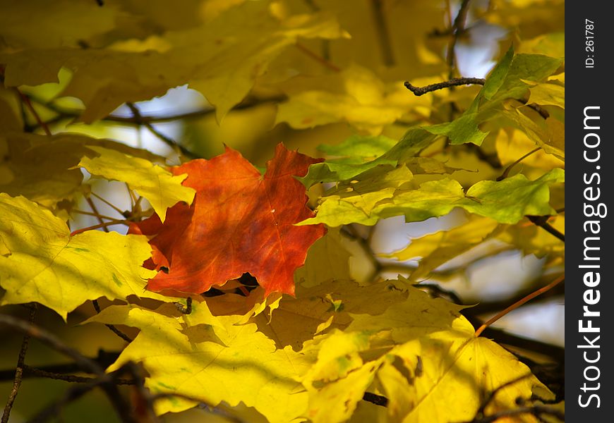 Colors of autumn. Colors of autumn