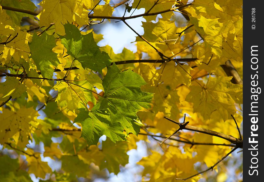 Colors of autumn. Colors of autumn