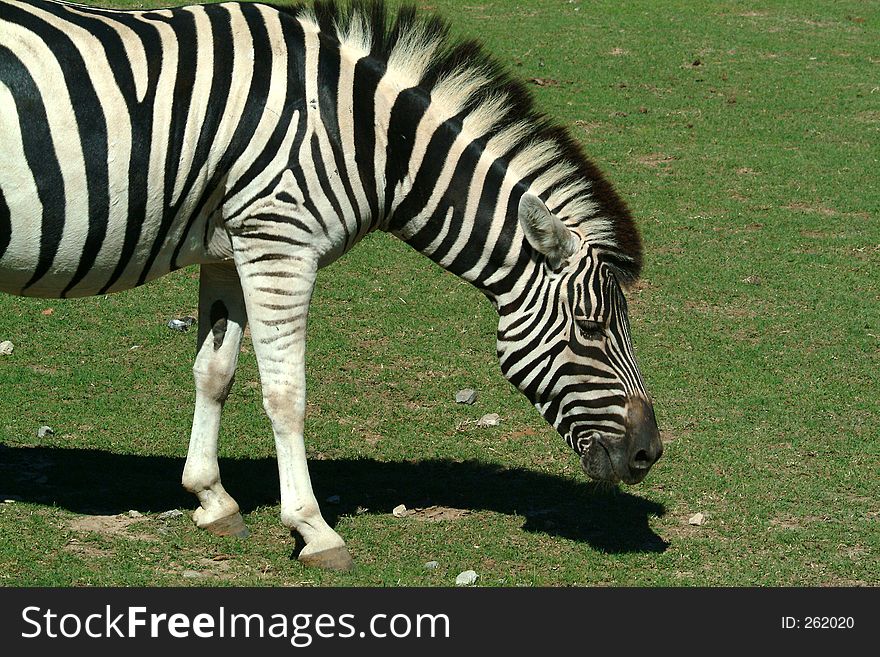 Zebra in field