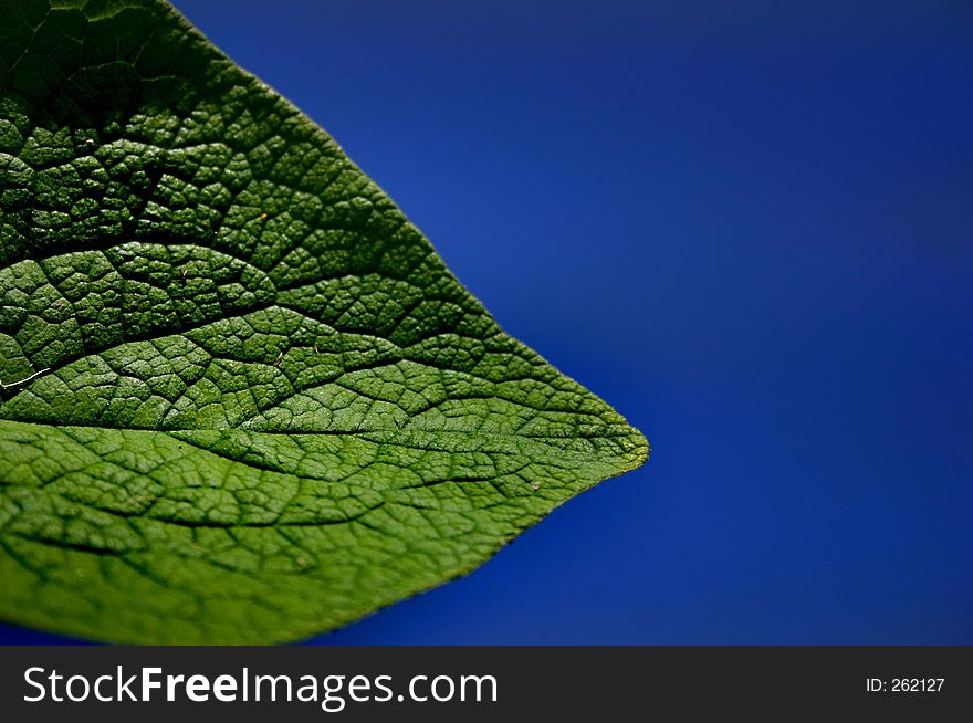 Green leaf against a blue sky