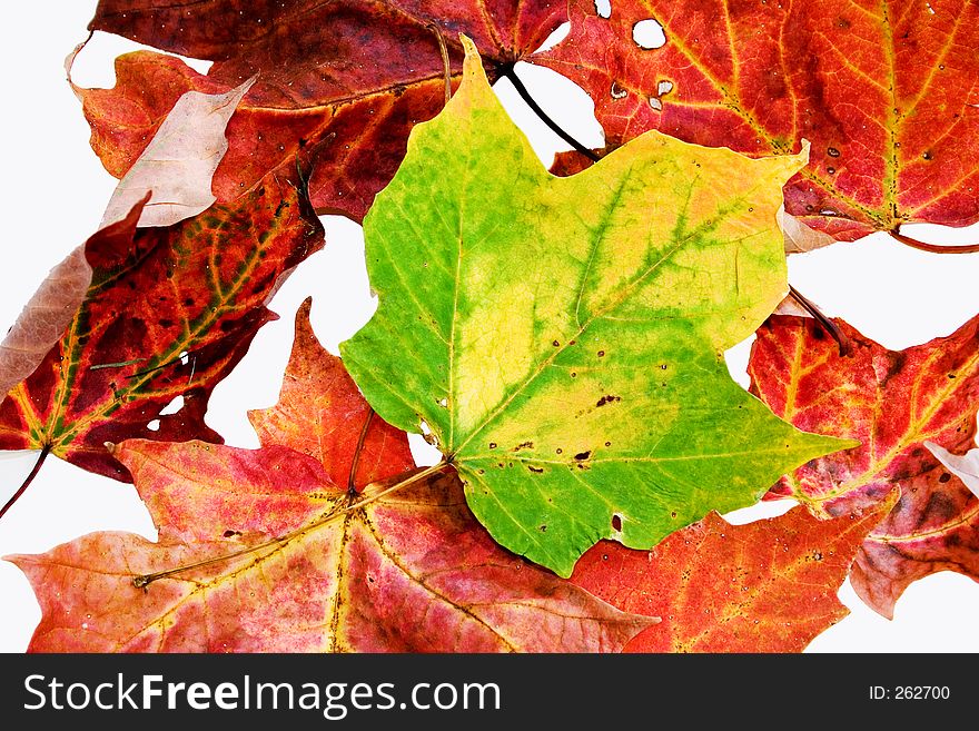 Multiple red leaves with one green leaf isolated on white background. Multiple red leaves with one green leaf isolated on white background