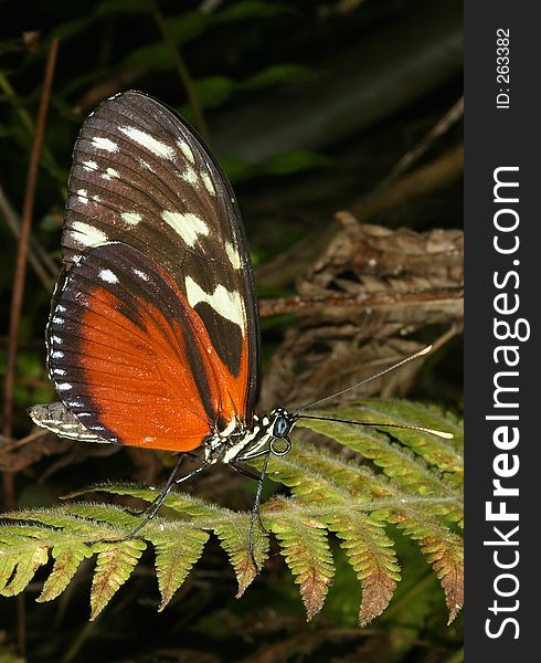 Closeup of a butterfly