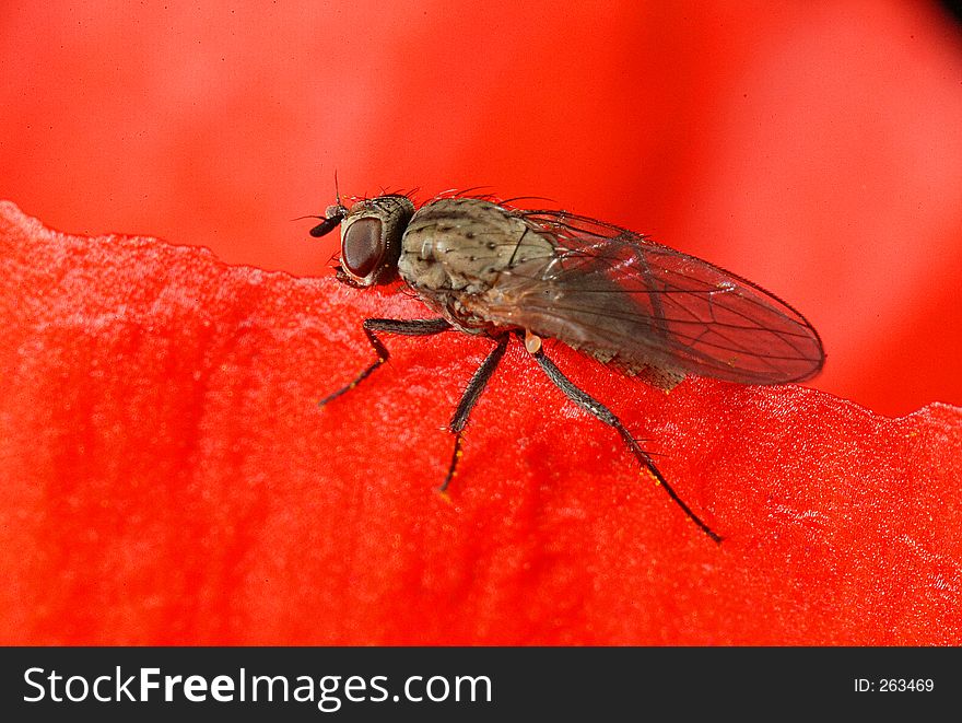 Closeup of a fly in poppy flower