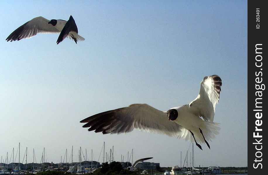 Seagulls Following Boat