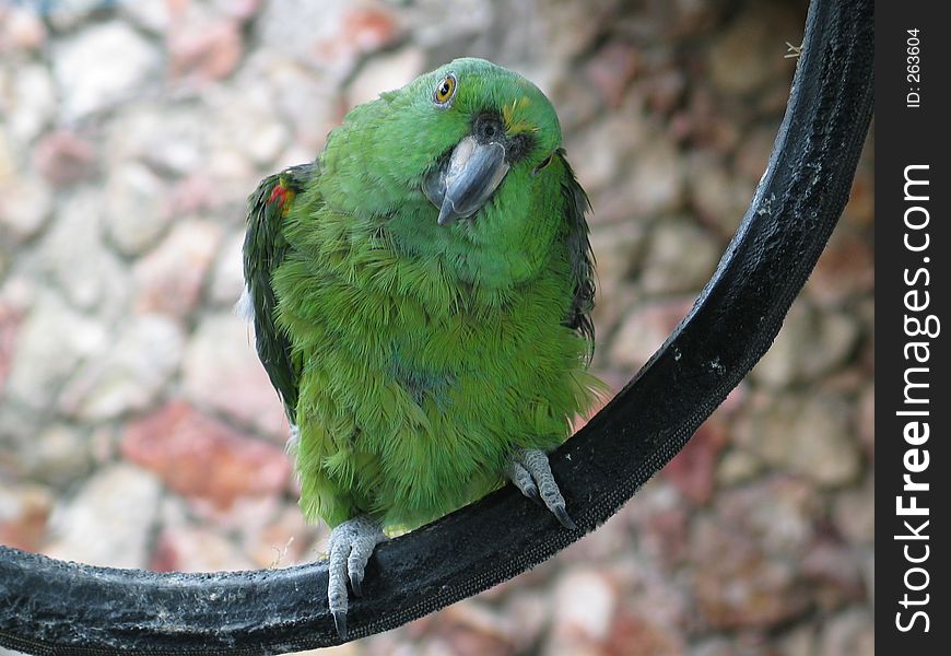 A green curious parrot. Shallow focus, focus on eyes.